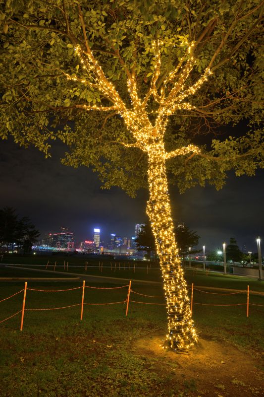 Tree and Garden Lighting